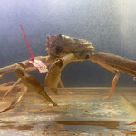 食彩厨房 甚兵衛 - ズワイガニ