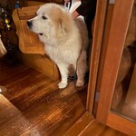 ログペンションセシルクラブ - 看板犬