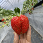 姫路ハートフル観光農園 - 