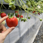 姫路ハートフル観光農園 - 