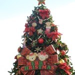 ケープコッド・クックオフ - （2012/12月）店の前のクリスマスツリー