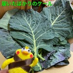 阿佐ケ谷青汁スタンド - 届いたばかりの新鮮ケール