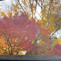 中国料理 四川 - 窓から見える紅葉がすてきでした