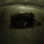 ウシマル - 墨イカのソーセージはうまみもがあって歯応えも良し