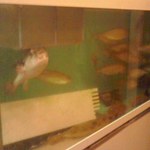 やき鳥三太郎 - 魚が泳ぐ水槽