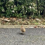 KINOKUNIYA - 自宅近くの自然林に棲む鶉 (うずら) が遊歩道で草の実を啄んでいた