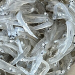 カネヒデ小林商店 - つやつやのピカピカ　鮮度の良い生しらすはすぐに食べ切らないとね