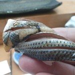 寿司割烹 魚紋 - 小鰭。リフト(^-^)/