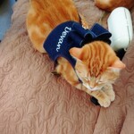 ヴァン ベール - 