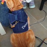 ヴァン ベール - 