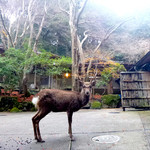 奈良・春日奥山 月日亭 - 鹿がお見送りにきてくれた
