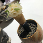 ラ・ヴァガボンド - 