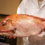 うを徳 - 2022.1 明石の鯛3.5kgサイズ