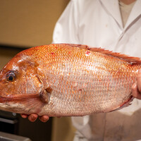 うを徳 - 2022.1 明石の鯛3.5kgサイズ