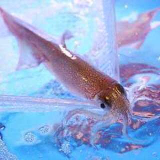 売切御免！《泳ぎイカ》生簀完備♪生簀に泳ぐ漁港直送の活魚！