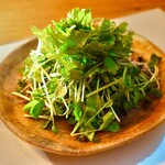 Sprout and coriander salad