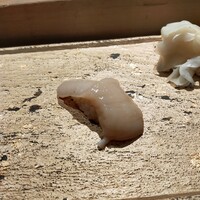 SUSHI TOKYO TEN、 新宿店 - ほたてでスタート