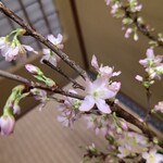 蛤坂 まえかわ - 