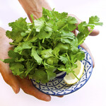 Coriander