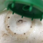 楽楽生鮮 - 新宿八百屋さんのココナッツ、ここにストローを刺すが刺さらなくてスプーンのえで穴を開けた