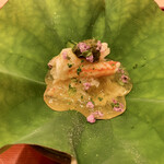 霞町 やまがみ - 先付 毛蟹