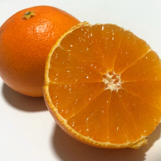 みかんの木&ドルチェ_0