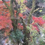 Chuugoku Ryourisuiyou - 周辺の紅葉