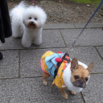 Smoke & Vegetable Bistro SARU - フレンチブルもお正月