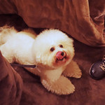 引き続きフリース炬燵です