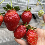 姫路ハートフル観光農園 - 