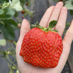 姫路ハートフル観光農園 - 