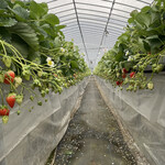 姫路ハートフル観光農園 - 