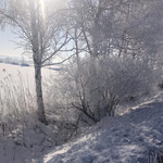 はらへー太 - 極寒の木洩れ日ってとこかな？（然別湖）