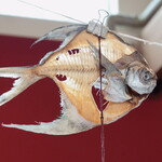 平塚漁港の食堂 - 魚の骨の吊り飾り（２）