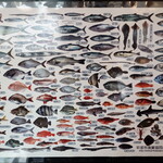 平塚漁港の食堂 - お店の貼ってあった魚図鑑”ひらつかタマ三郎漁港（平塚新港）に集まるゆかいな魚たち”