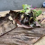 レヴォ - スッポン