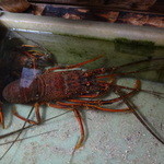 網元イタリアン - 