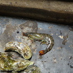 網元イタリアン - 