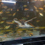 網元イタリアン - 