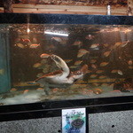 網元イタリアン - 