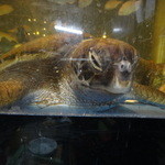 網元イタリアン - 