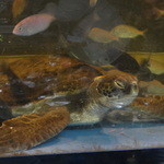 網元イタリアン - 