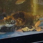 網元イタリアン - 