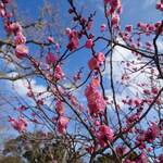 里見茶屋 - 園内にある梅園の梅♪