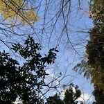 柳生の庄 - 露天風呂から見上げれば、葉の落ちた竹林から溢れる、青空、雲