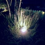 ラ・カント - ローズマリーが植わっています。