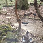 山小屋　佐藤 - 野生の雉