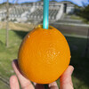 Orange Paradise - 