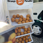 Orange Paradise - 