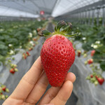 姫路ハートフル観光農園 - 